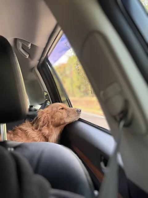 She's not much of a Car dog, but when she finally relaxes, it's awesome!