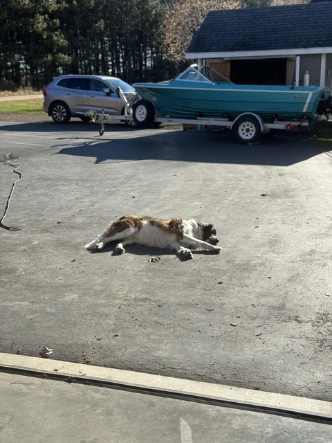 Sunny spring nap time :-)