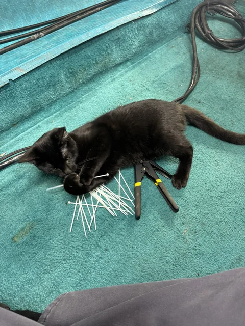 Bacon inpecting the zip ties
