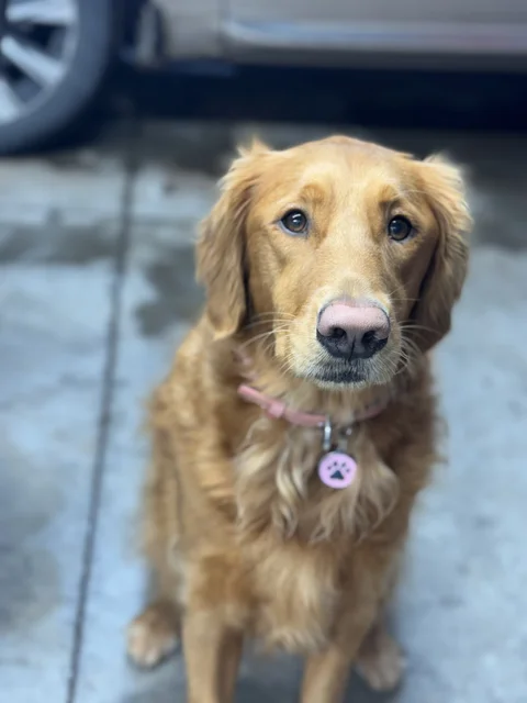 new collar and tag!