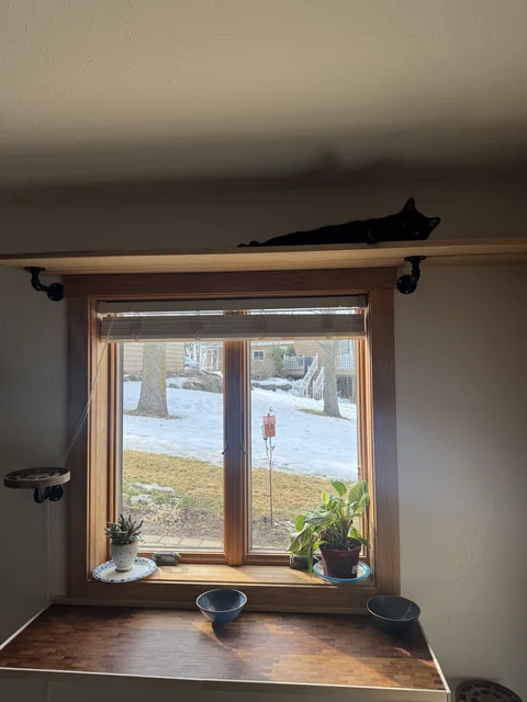 Bacon chilling on the cat palace.