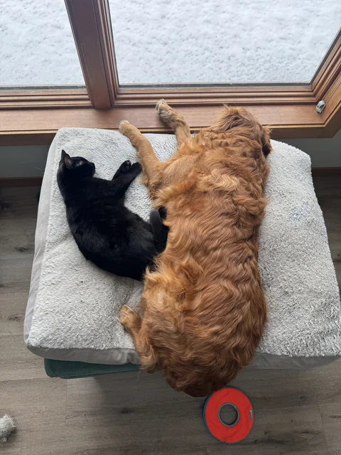 Afternoon Snooze