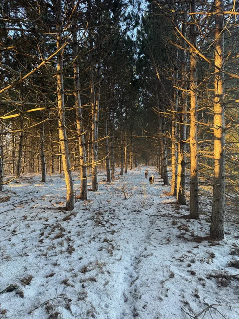 Da woods!