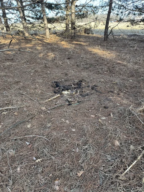 Dead baby bear from last spring... still there. :-(