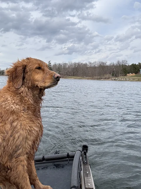 Patrolling for geese