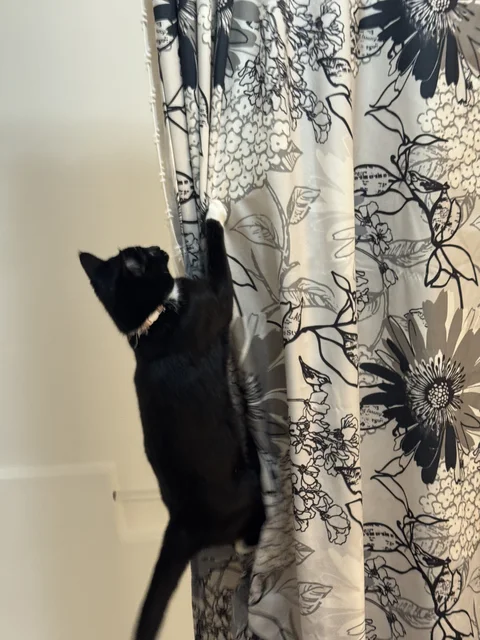 Strawberry, being a cat.