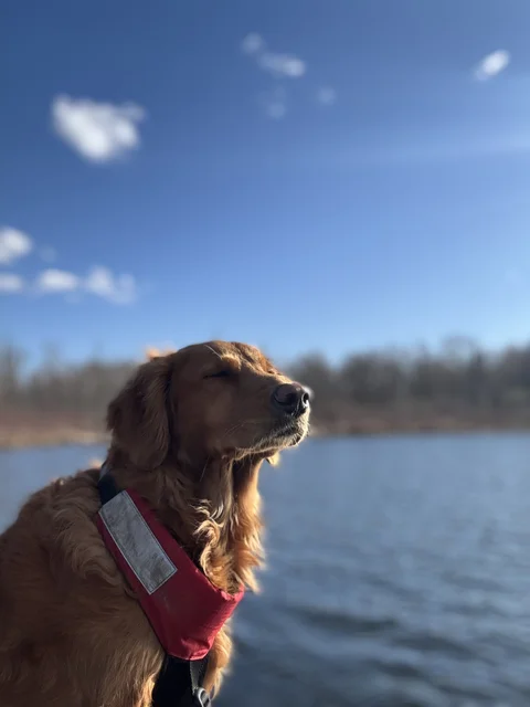 Soakin' it in.  Spring time!