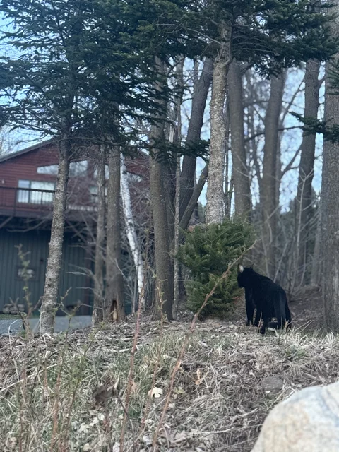 Checking out the neighbors house.