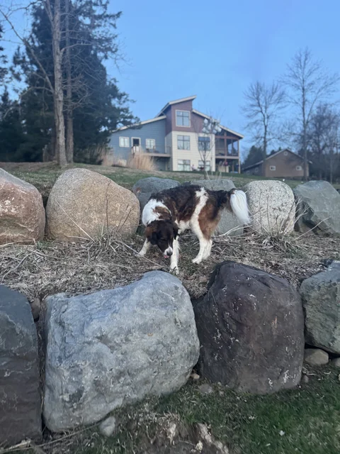 Baxter chasing the chippies!