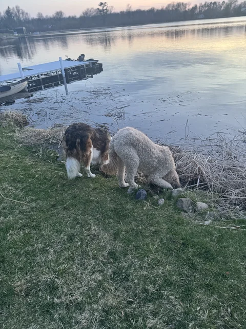 Maggie and Baxter drinking frog piss, I guess.