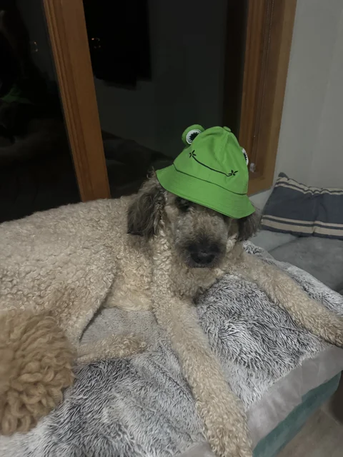 Good ol Maggie
