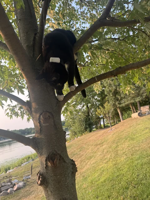 Straubs… hanging out