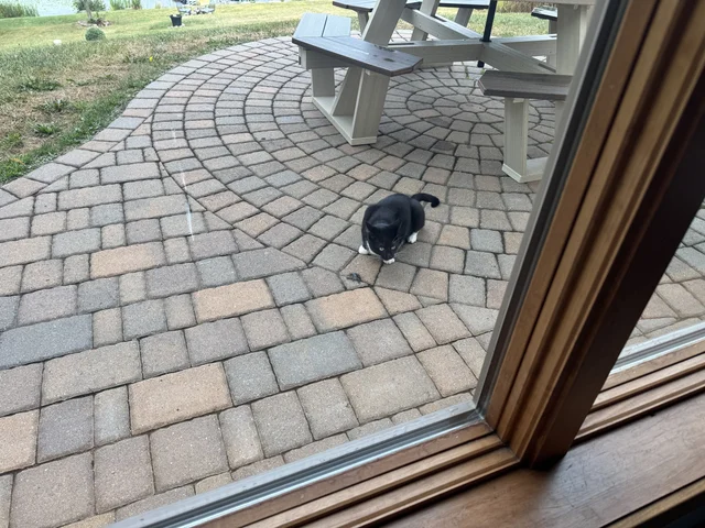 Fresh kill. Every morning. She flings back shots off the window so I know she’s amazing.. or something