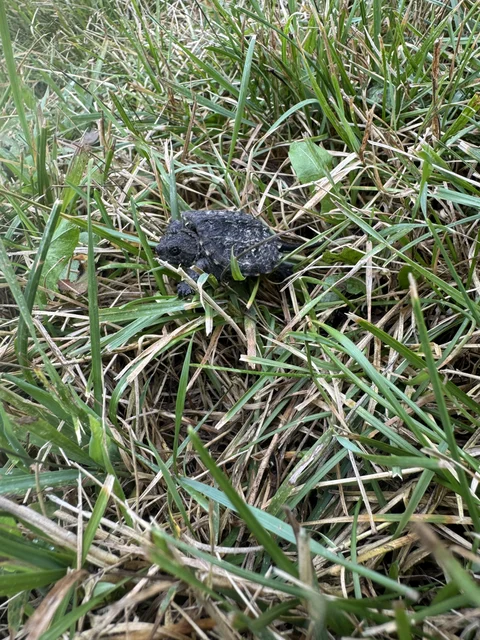 First baby snapper 2026!  Aliens!