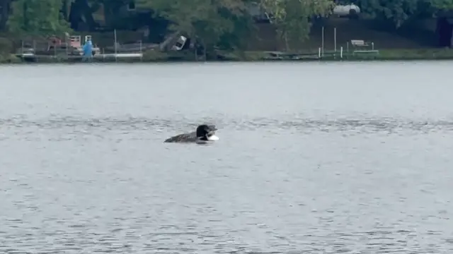 Loony Toons!  This is right before mom fled for south.... the baby stays back for a month or so to self train flying.  Sadly, it's unlikely the baby would come back to our lake :-(