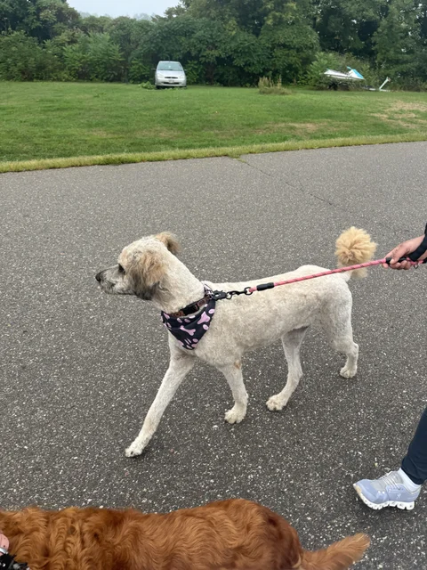 Rare Maggie appearance ☺️  We got her in new meds for stenosis. She’s like a puppy again ☺️  She’s still a pill. That comes with the bitchy poodle genes. They be real, yo. What a persnickety stubborn drama queen. lol