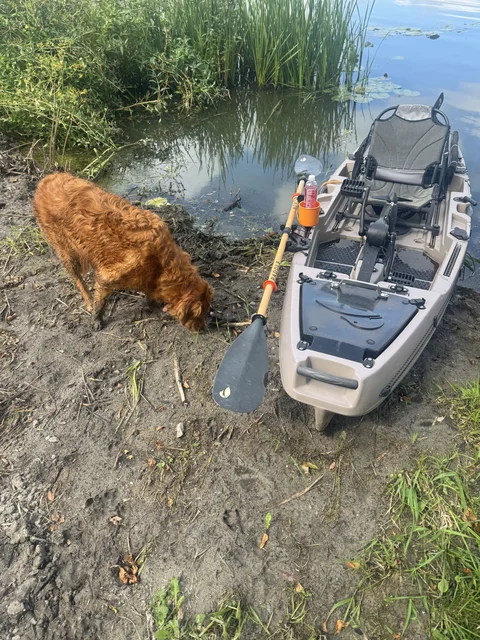 I paddled down to talk to my neighbor, Norah being Norah.  The pups never get in trouble for getting muddy. Throw a random stick in the lake, and problem solved 🤣

Oh, we have covers for the bed to keep lake goo off the bed 🫤