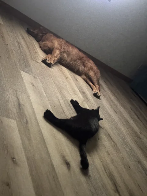 Lazy bitches