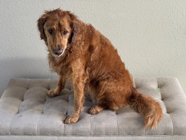 All shined up!  No more lake dog smell, for a moment at least (she was vile 🤮). This is actually her smiling, lol. We call it “Crunchy Face”. When she gets super excited, she play snarls.  It’s hilarious 😂 