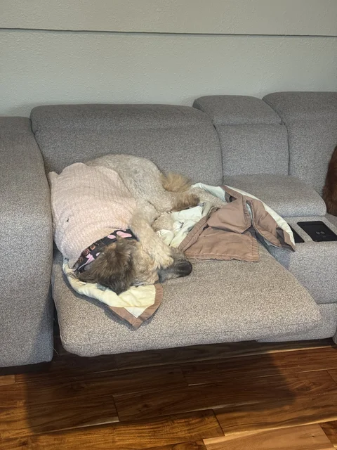 Apparently today, poodles are camera shy for some weird reason. Ask her.. 