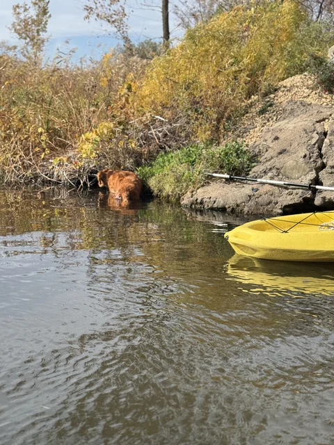 A neighbor and I took the kayaks over to see hour hard it would be to dig out about a foot of rocks and stuff from under the bridge. His nautique has trouble getting through as it’s fairly low. We were surprised to see it’s going to be easy to dig. Norah found Boyd the Beaver (now believed to be trapped or in witness protection)