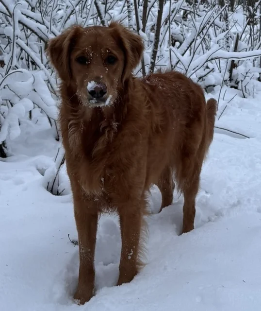 Snow dog